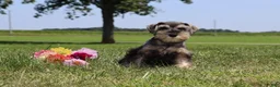 Miniature Schnauzer dogs for sale: Tonya - Ad 4