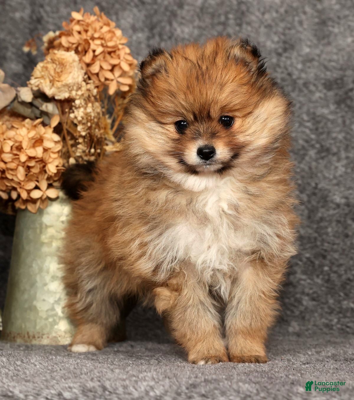 Pomeranian dogs Daisy - Ad 24