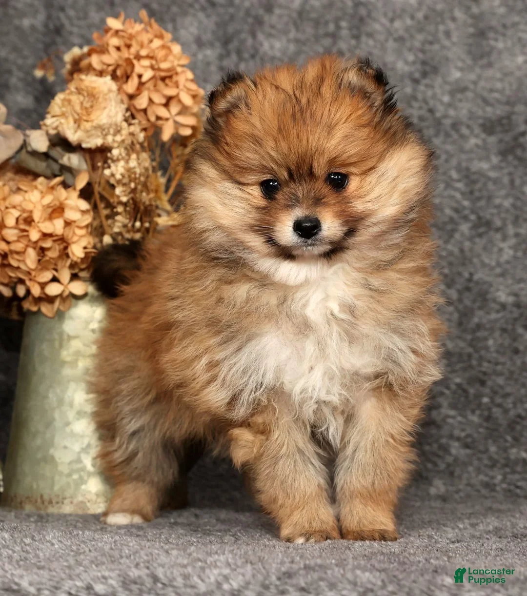 Pomeranian dogs for sale: Daisy - Ad 1