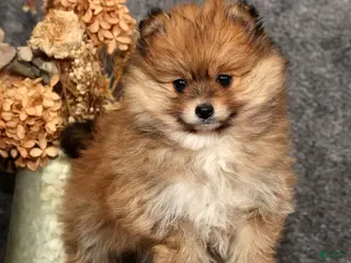 Pomeranian dogs Daisy - Ad 24