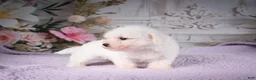 Bichon Frise dogs for sale: AKC-Ringo - Ad 3