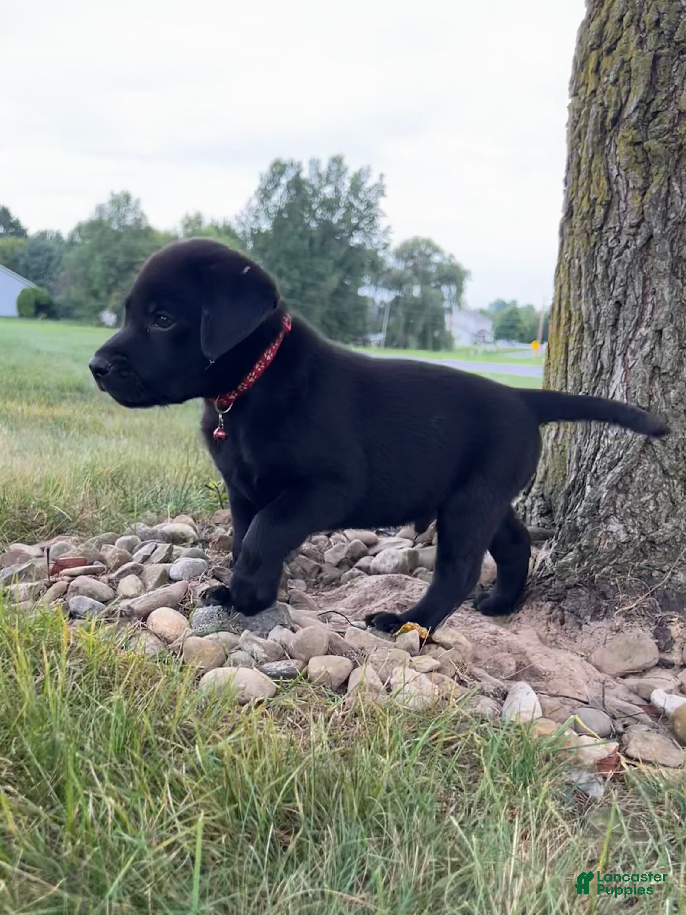 Labrador Retriever dogs Bruno - Ad 1