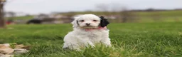 Cavapoo dogs for sale: Molly - Ad 9