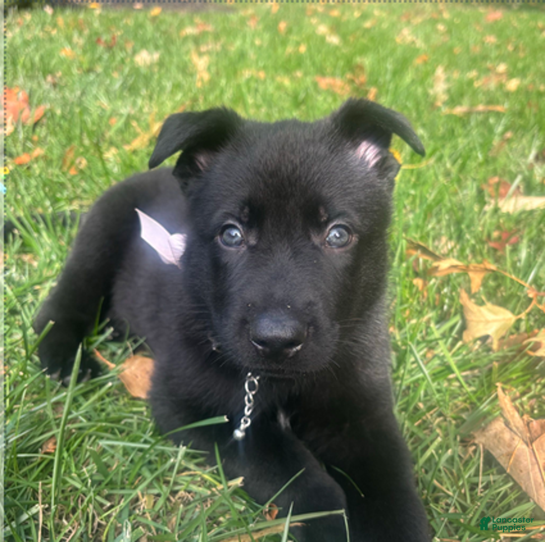 German Shepherd dogs for sale: Pink - Ad 1