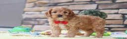Cavapoo dogs for sale: Clyde - Ad 4