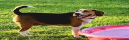 Beagle dogs for sale: Clyde - Ad 3