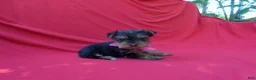 Yorkshire Terrier dogs for sale: Rayna - Ad 1