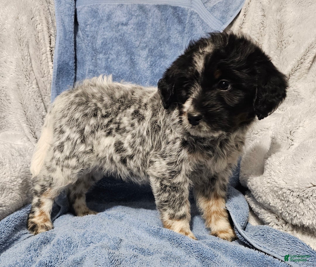 Mixed Breed dogs for sale: Kristy - Ad 4