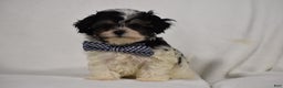 Maltipoo dogs for sale: Benny - Ad 2