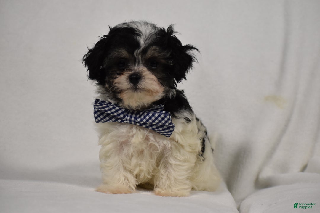 Maltipoo dogs for sale: Benny - Ad 2