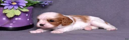 Cavalier King Charles Spaniel dogs for sale: Oliver - Ad 6
