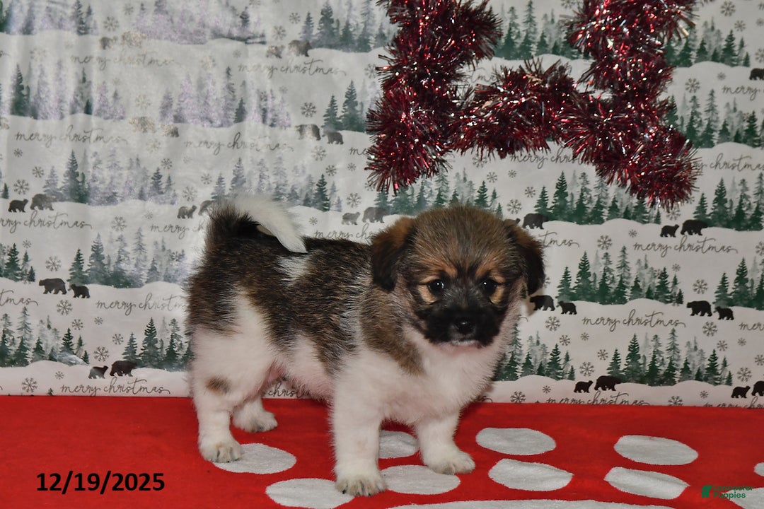 Mixed Breed dogs for sale: Sheryl - Ad 3