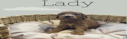 Goldendoodle dogs for sale: Lady - Ad 1