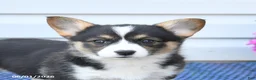 Welsh Corgi Pembroke dogs for sale: Diamond - Ad 5