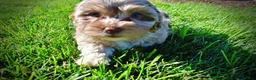 Havapoo dogs for sale: Bambi - Ad 19