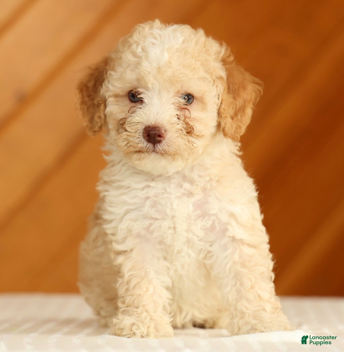 Toy Poodle dogs Dusty - Ad 1