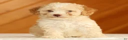 Toy Poodle dogs for sale: Dusty - Ad 1