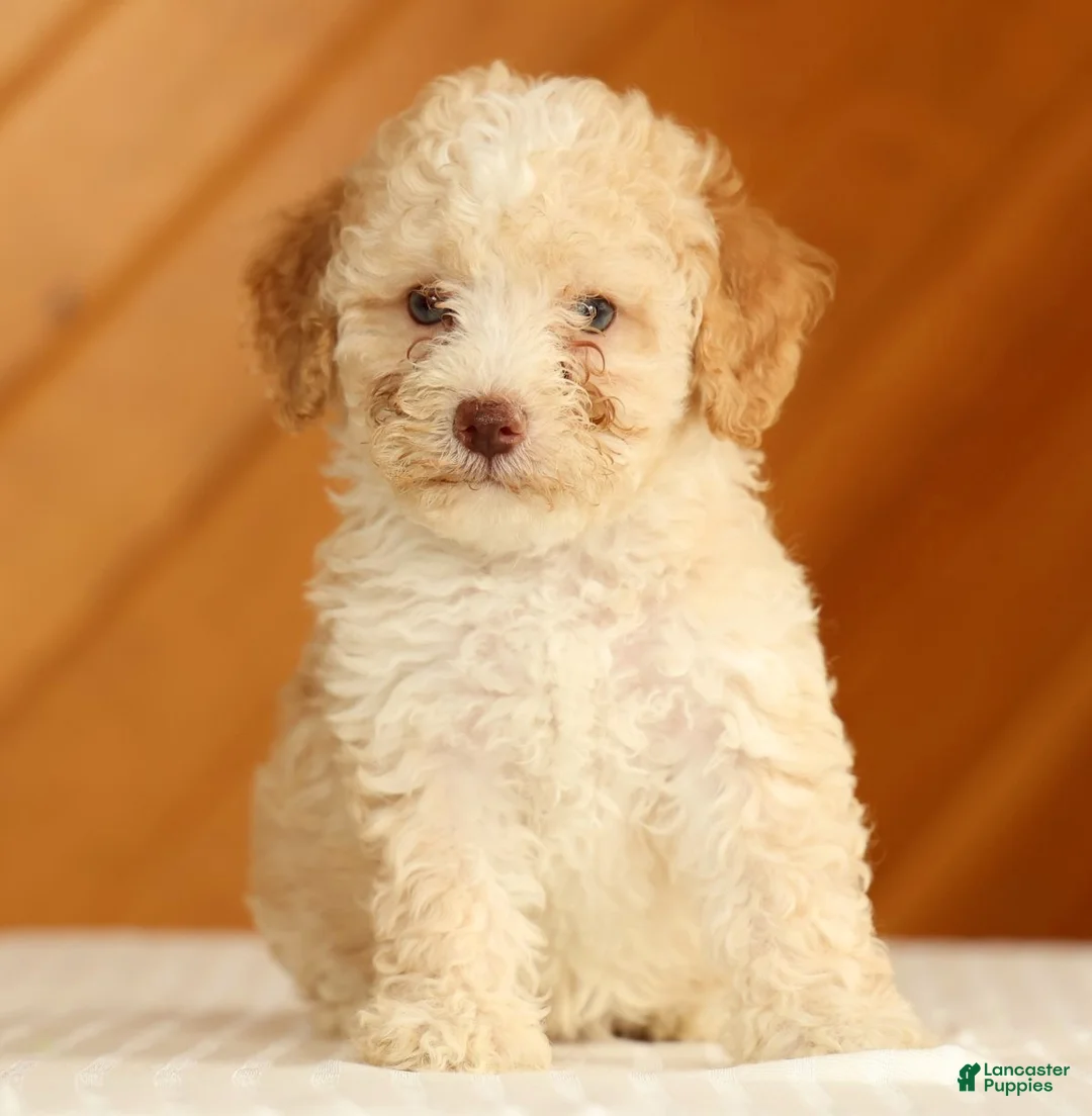 Toy Poodle dogs for sale: Dusty - Ad 1