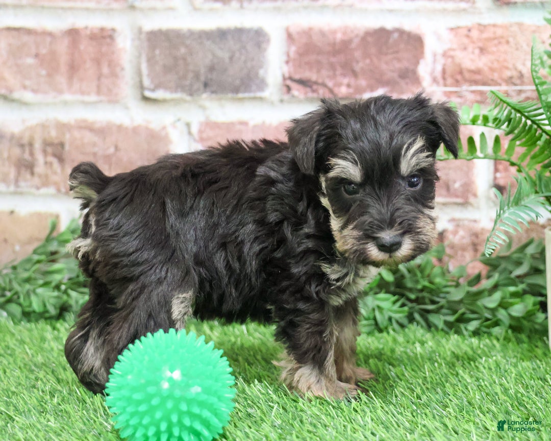 Miniature Schnauzer dogs for sale: Tyson - Ad 3