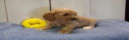 Cockapoo dogs for sale: Barry - Ad 6