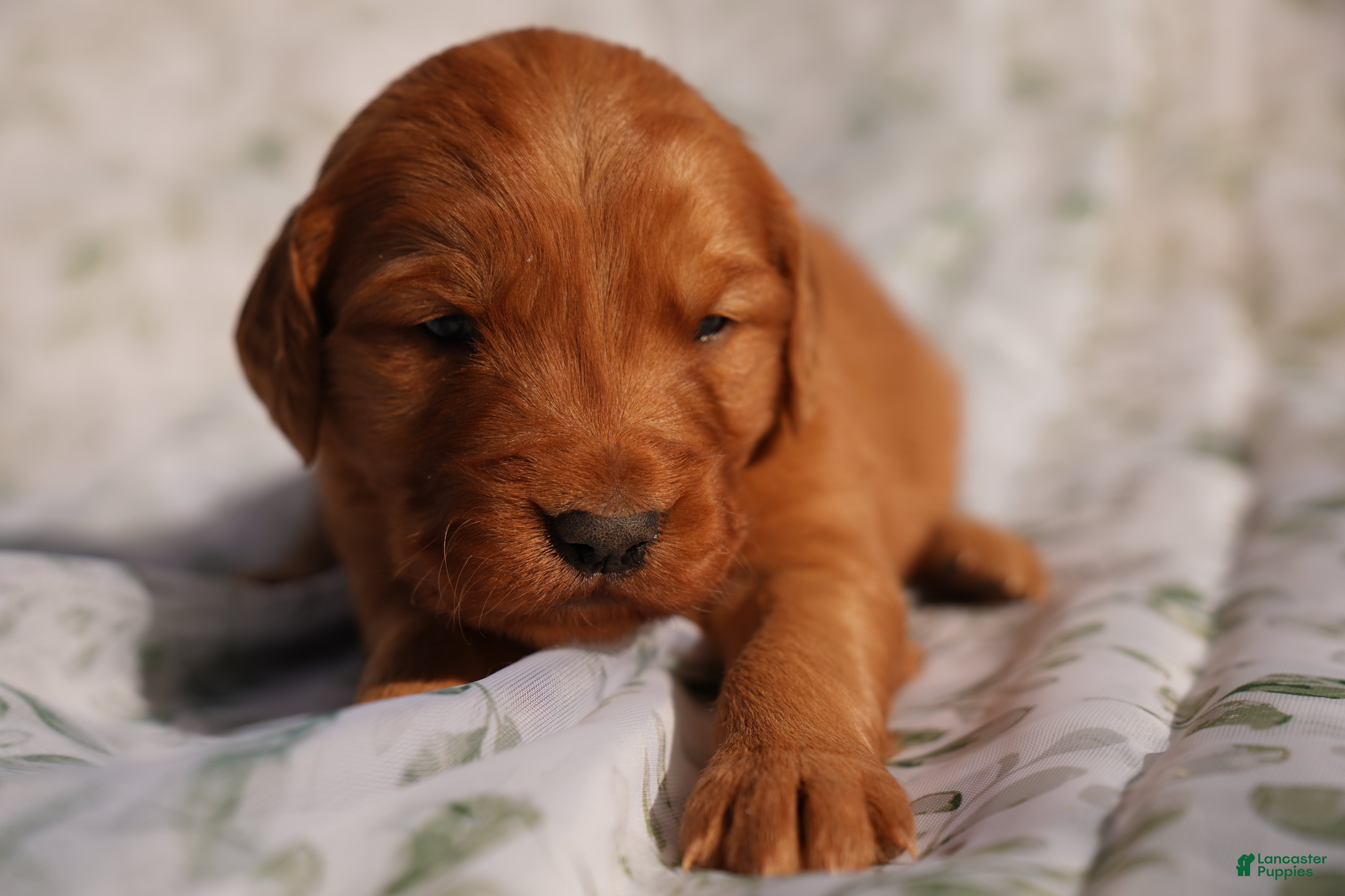 Golden Retriever dogs May - AKC, Genetically Clear - Ad 11