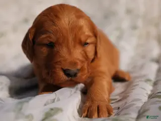 Golden Retriever dogs May - AKC, Genetically Clear - Ad 11