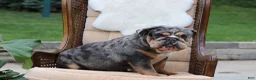 English Bulldog dogs for sale: Blizzard - Ad 7