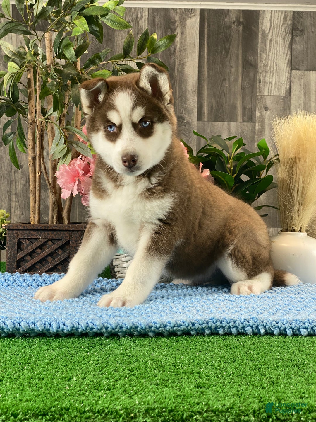 Siberian Husky dogs for sale: Artic Cat  - Ad 2