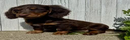 Miniature Dachshund dogs for sale: Ellie - Ad 4