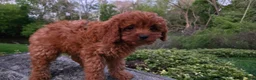 Cavapoo dogs for sale: Hope - Ad 22