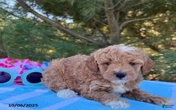 Mini Goldendoodle dogs for sale: Sandra - Image 12