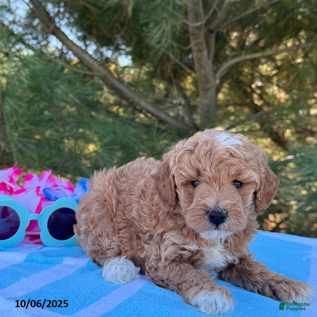 Mini Goldendoodle dogs for sale: Sandra - Image 12
