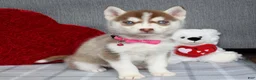 Siberian Husky dogs for sale: Cassie - Ad 4