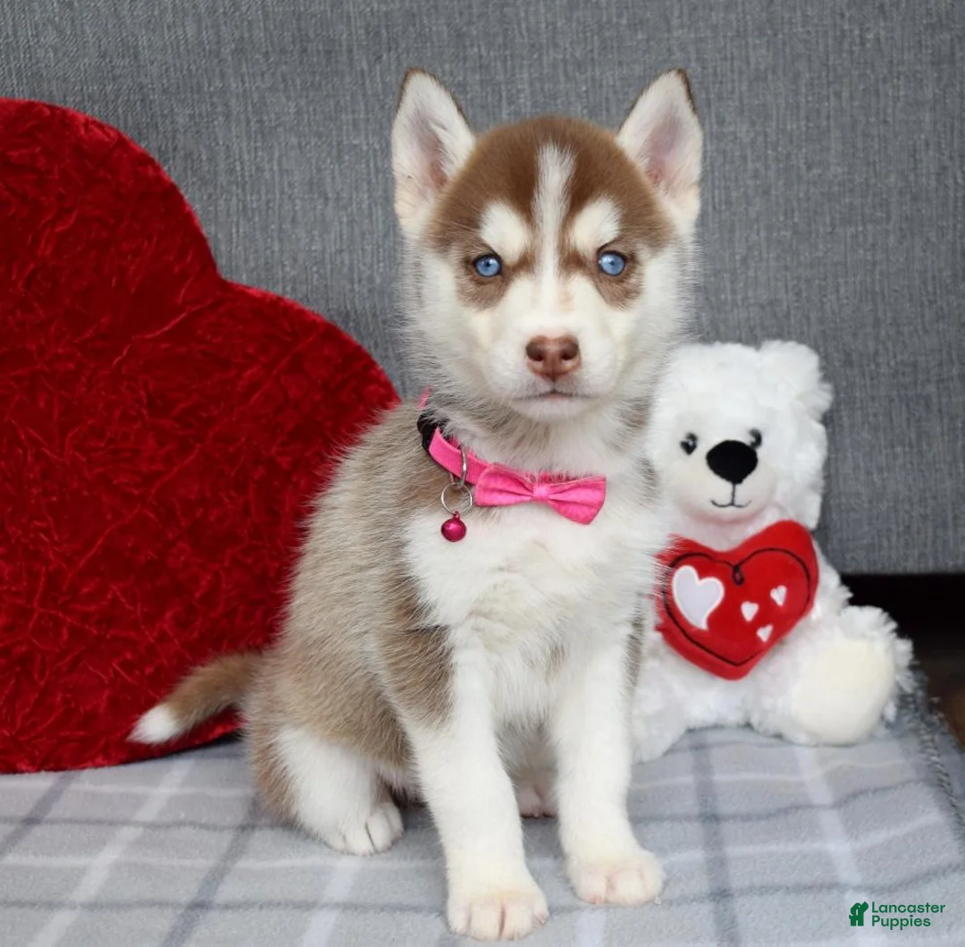 Siberian Husky dogs for sale: Cassie - Ad 4