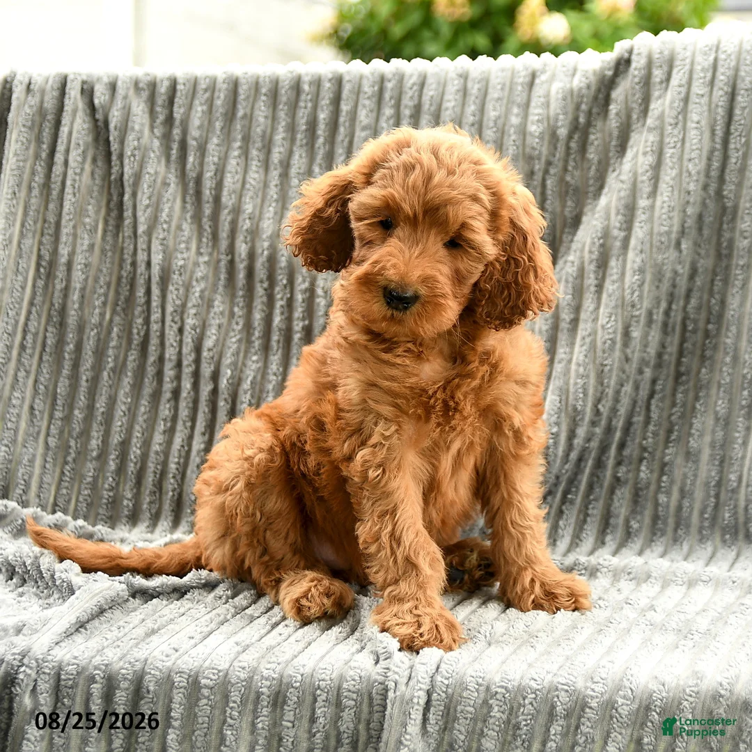 Goldendoodle dogs for sale: Fifi - Ad 5