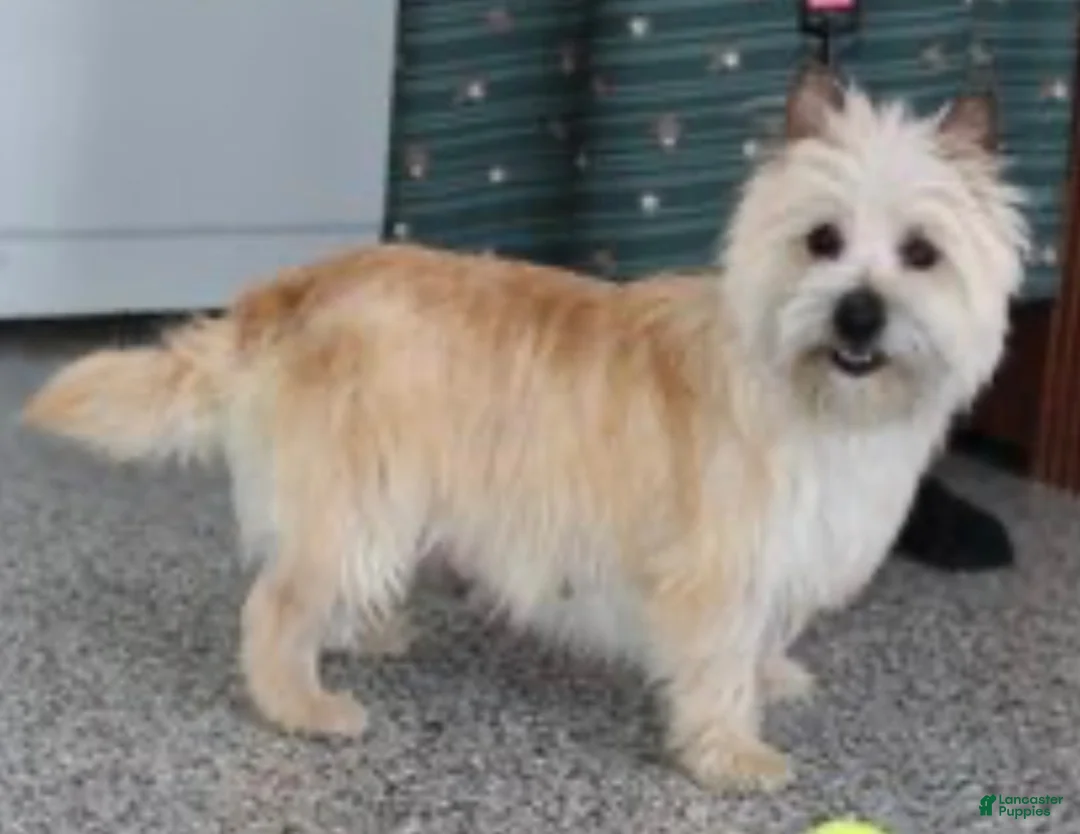 Cairn Terrier dogs for sale: Caspian - Ad 6