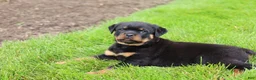 Rottweiler dogs for sale: Roxy - Ad 8
