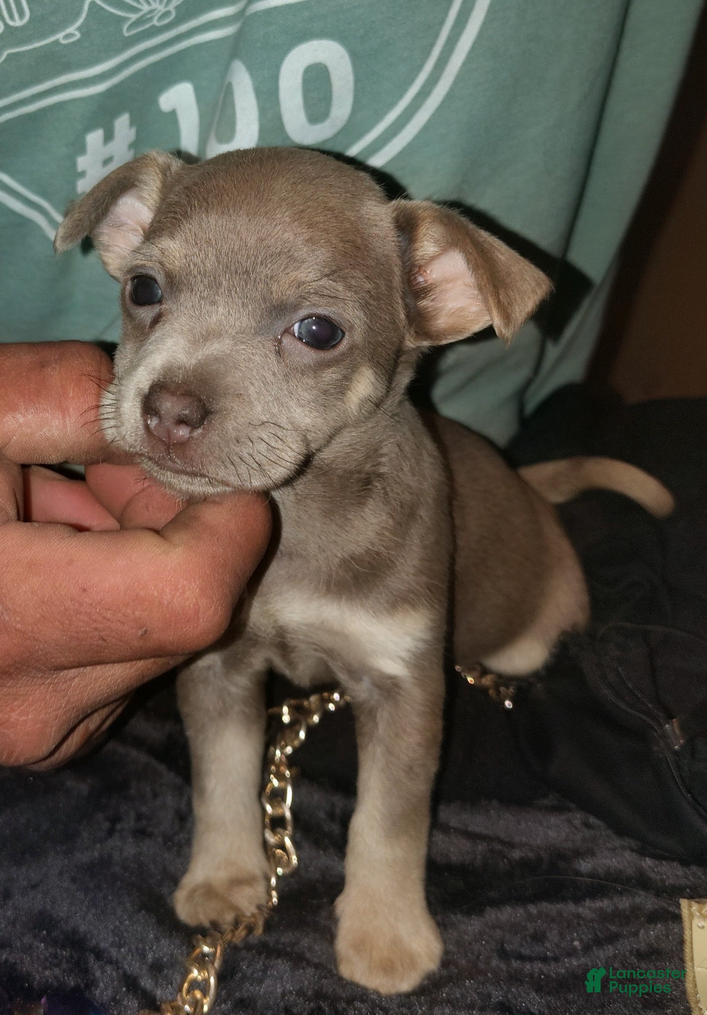 Mixed Breed dogs Mixed Breed Puppy 2 - Ad 26