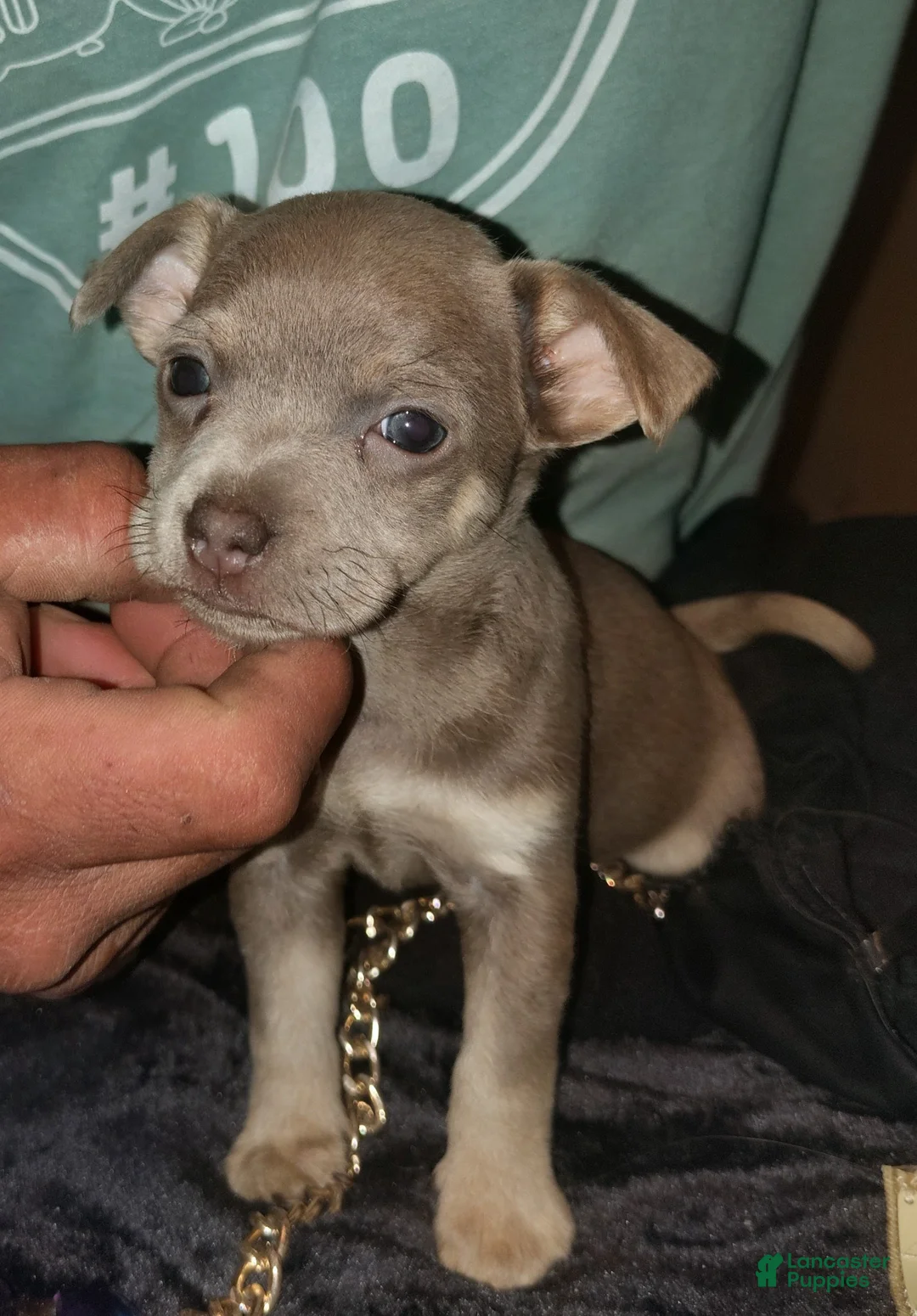 Mixed Breed dogs for sale: Mixed Breed Puppy 2 - Ad 1