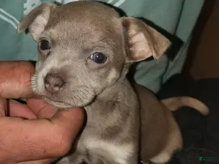 Mixed Breed dogs for sale: Mixed Breed Puppy 2 - Ad 3