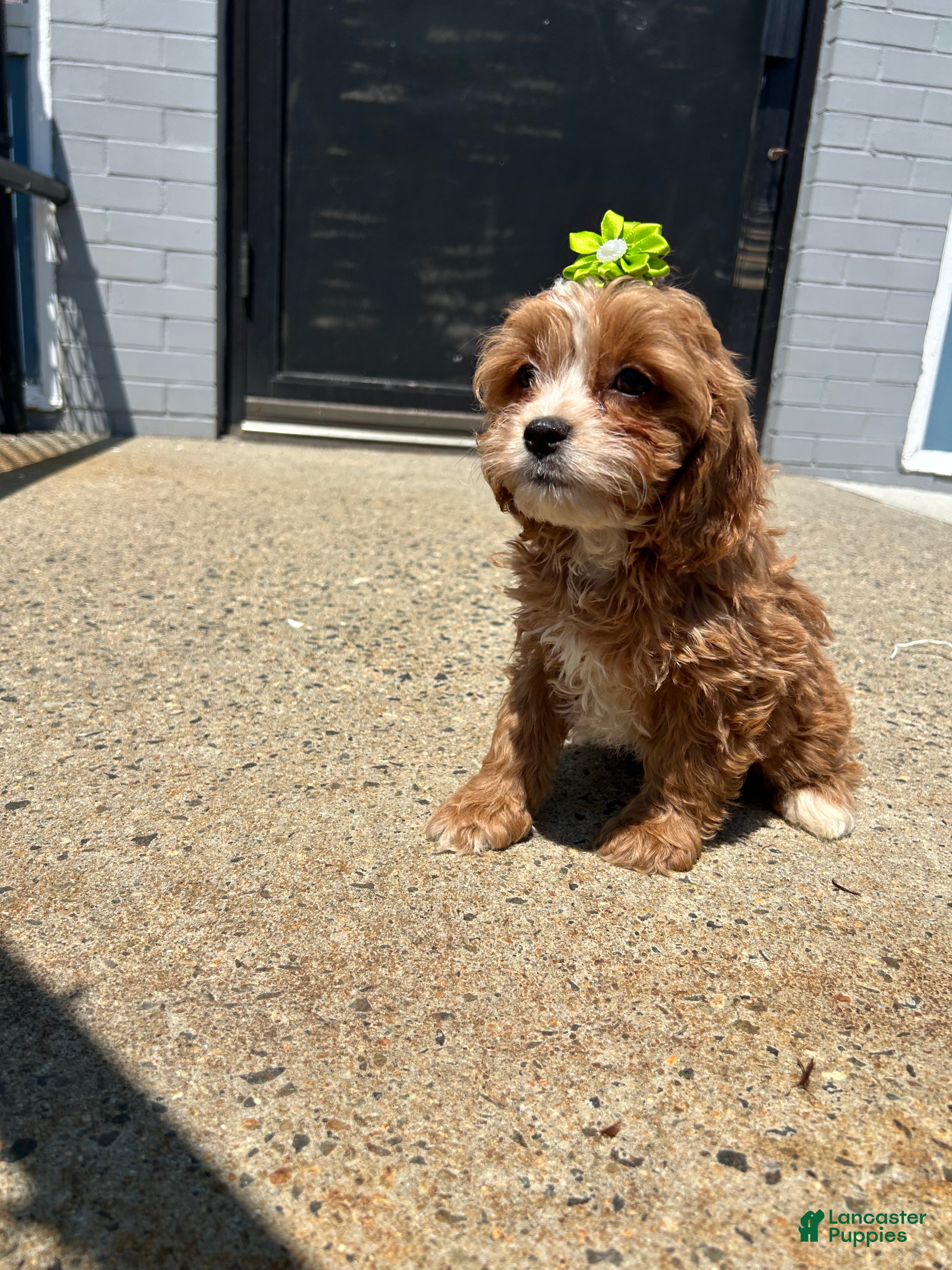 Cavapoo dogs Cavapoo 4 - Ad 10