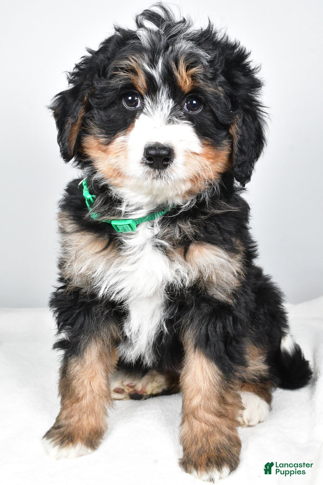 Mini Bernedoodle dogs for sale: Annabell - Ad 1
