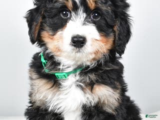 Mini Bernedoodle dogs Annabell - Ad 9