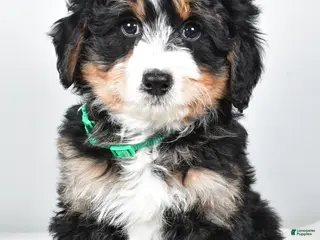 Mini Bernedoodle dogs Annabell - Ad 42