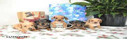 Miniature Dachshund dogs for sale: Brad  - Ad 4