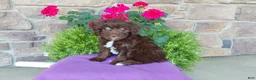 Aussiedoodle dogs for sale: Aussiedoodle 1 - Ad 3