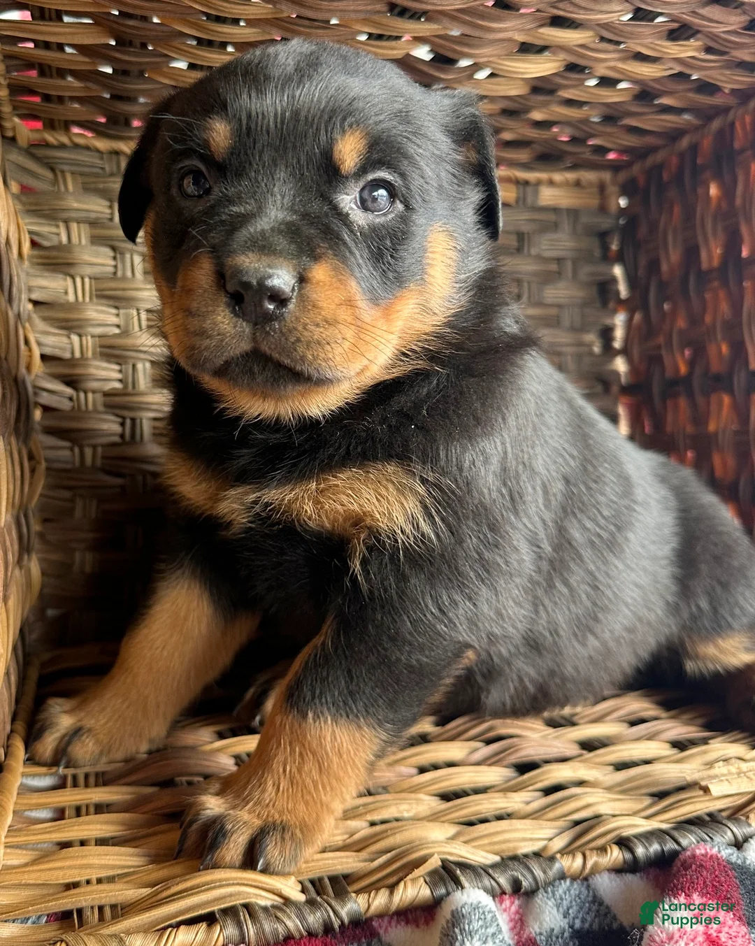Rottweiler dogs for sale: Rottweiler Puppy 2 Roxy - Ad 6