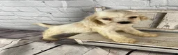 Cocker Spaniel dogs for sale: Banjo - Ad 8