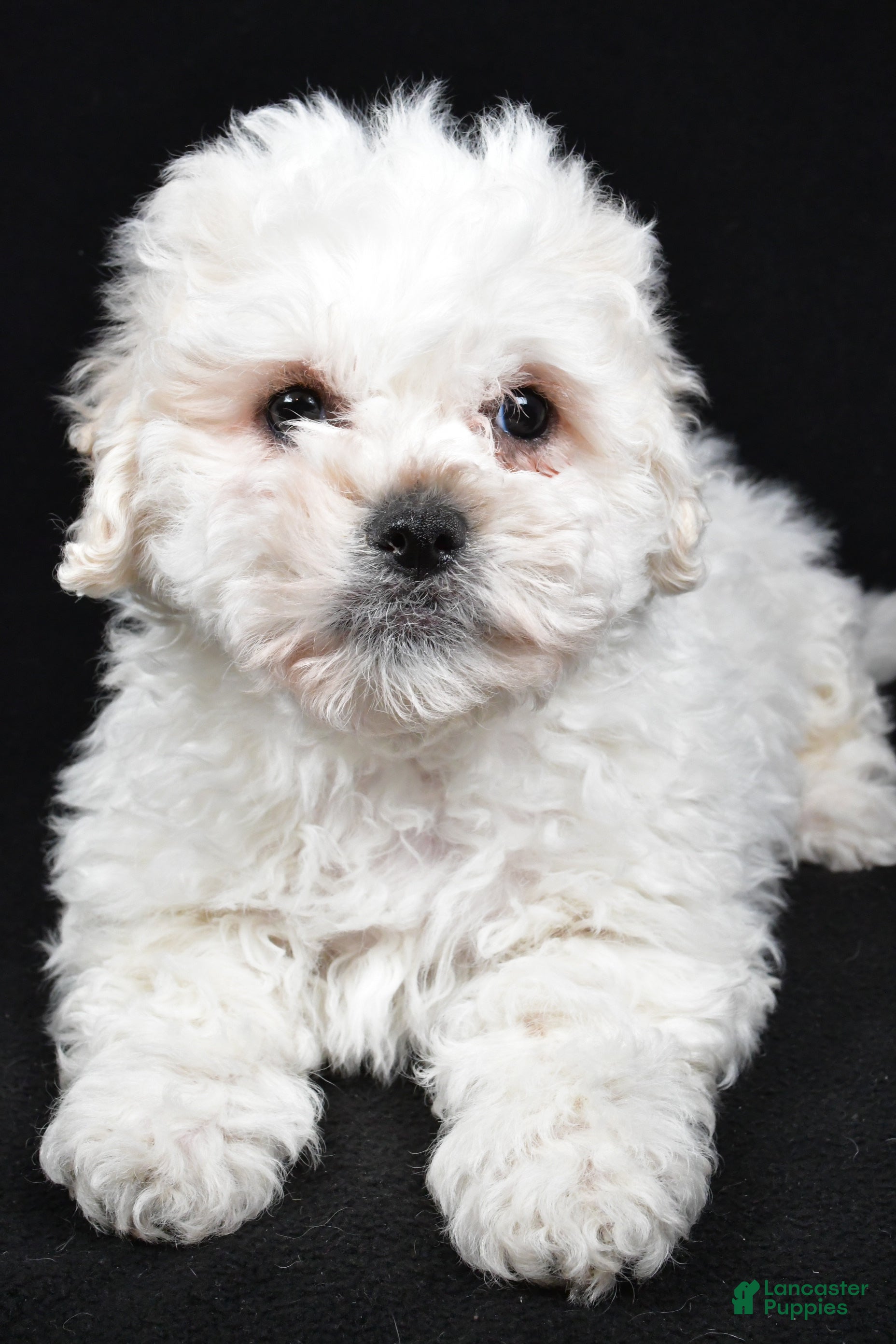 Teddy Bear dogs Cissy - Ad 2