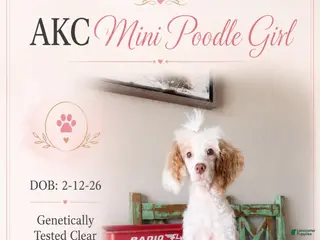 Miniature Poodle dogs Akc Clear 🧬 Tested Chocolate Phantom Parti - Ad 2
